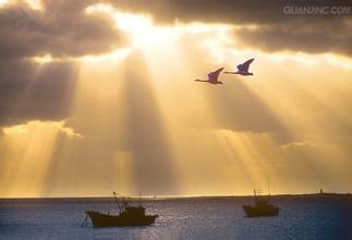 比翼雙飛的海鳥(niǎo)